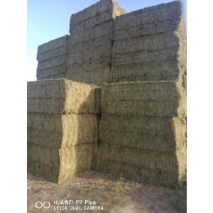 Alfalfa en Fardos para exportación